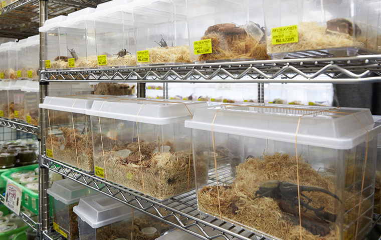 昆虫標本を作ろう Find My Tokyo 東京メトロ