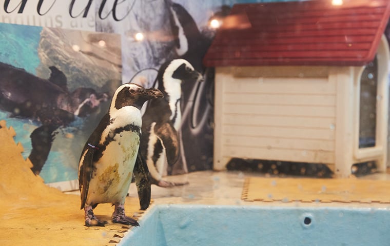 ペンギンのいるバーに行こう！ | Find my Tokyo. | 東京メトロ